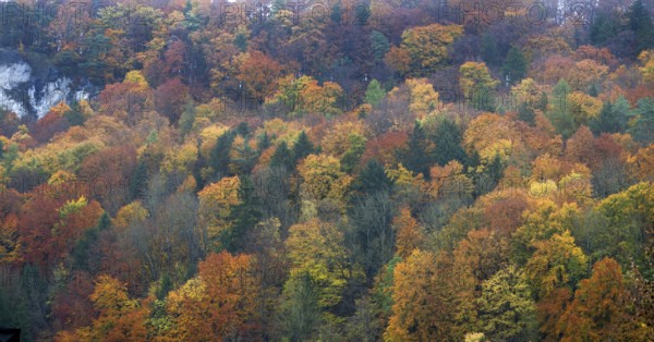 Mixed autumn forest, Franconian Switzerland, Egloffstein, Upper Franconia, Bavaria, Germany