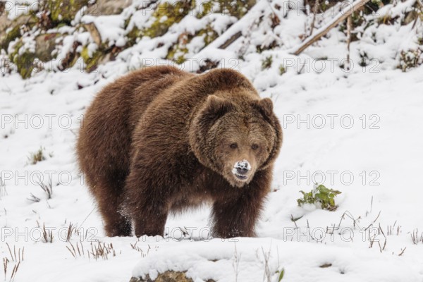 A Eurasian brown bear (Ursus arctos arctos) runs across a snow-covered meadow in hilly terrain. Transylvania, Romania