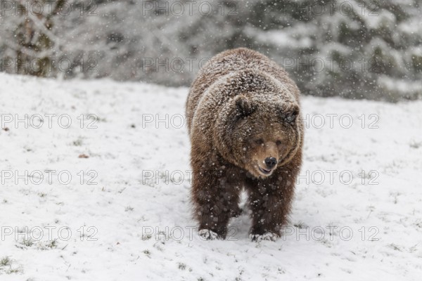 A Eurasian brown bear (Ursus arctos arctos) runs across a snow-covered meadow in hilly terrain during a snowfall. Transylvania, Romania