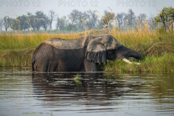 African elephant (Loxodonta africana) grazing in the swamp, Xakanaxa Lagoon, Okavango Delta, Moremi Game Reserve, Botswana