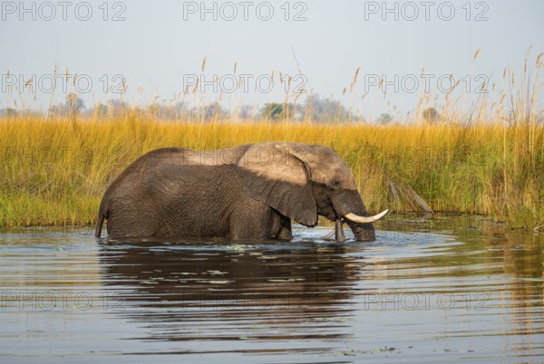 African elephant (Loxodonta africana) in the swamp, Xakanaxa Lagoon, Okavango Delta, Moremi Game Reserve, Botswana