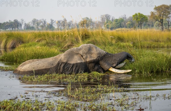African elephant (Loxodonta africana) swimming in the swamp, grazing, Xakanaxa Lagoon, Okavango Delta, Moremi Game Reserve, Botswana