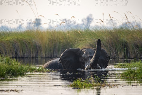 African elephant (Loxodonta africana) swimming in the swamp, trunk raised, Xakanaxa Lagoon, Okavango Delta, Moremi Game Reserve, Botswana