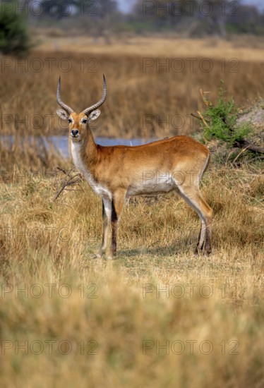 Letschwe or lychee moor antelope (Kobus leche), adult male, Xakanaxa, Okavango Delta, Moremi Game Reserve, Botswana