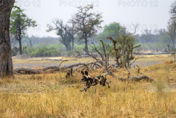 African wild dog (Lycaon pictus) running, hunting, Xakanaxa, Okavango Delta, Moremi Game Reserve, Botswana
