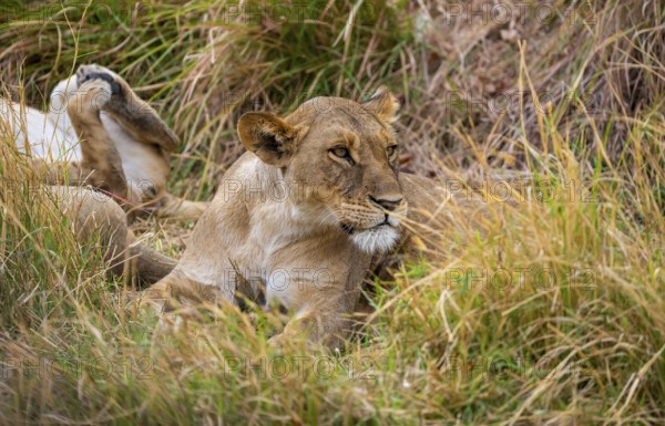 Lioness (Panthera leo) lying in the grass, Xakanaxa, Moremi Game Reserve, Botswana