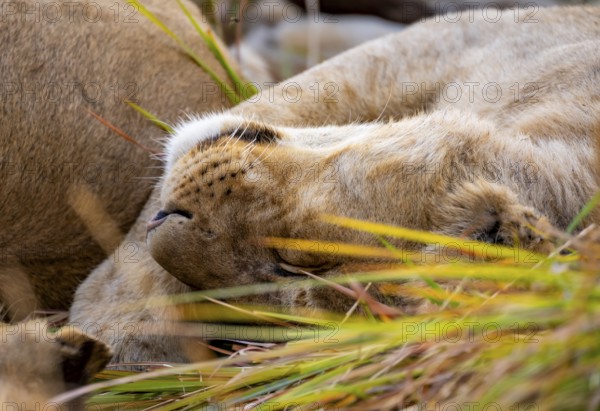 Lion (Panthera Leo) young lion lying asleep in the grass, Xakanaxa, Moremi Game Reserve, Botswana