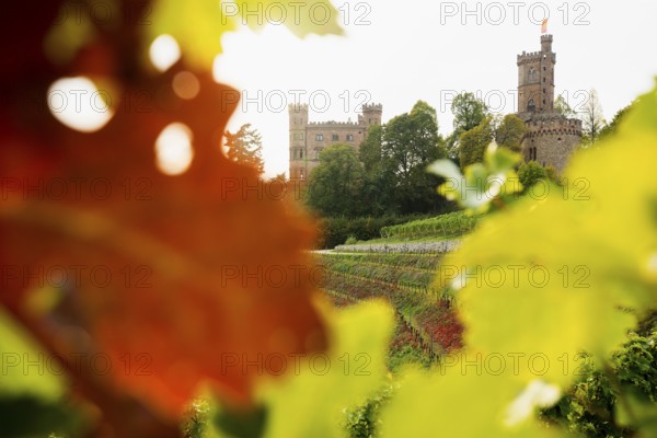 Castle and autumnal vineyards, Ortenberg Castle, Ortenberg, Kinzigtal, Ortenau, Black Forest, Baden-Württemberg, Germany