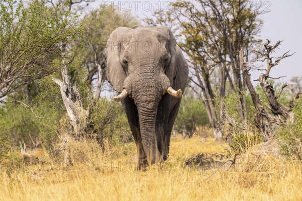 Elephant (Loxodonta africana) in dry grass, bull, Xakanaxa, Moremi Game Reserve, Botswana