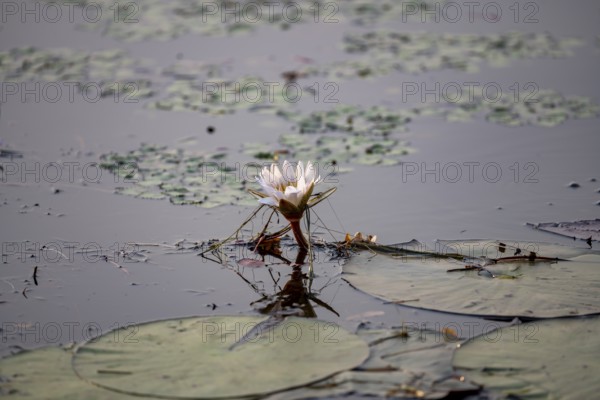 Flowering water lily (Nymphaea) in the water, Xakanaxa Lagoon, Okavango Delta, Moremi Game Reserve, Botswana