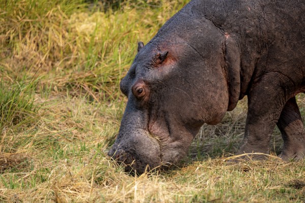 Hippopotamus (Hippopatamus amphibius), grazing in a meadow, animal portrait, Okavango Delta, Moremi Game Reserve, Botswana
