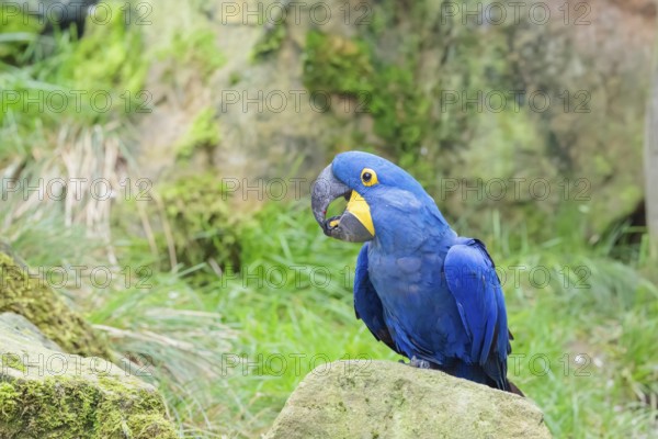 A hyacinth macaw (Anodorhynchus hyacinthinus) sits on a rock lying on a green meadow. Central and eastern South America
