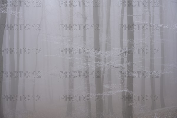 Fog and hoarfrost in the forest, Hoher Lindkogel, Lower Austria, Austria