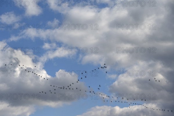 Wild geese (Anser anser) flying in formation under rain clouds (Nimbostratus) at the Darß, Mecklenburg-Vorpommern, Germany