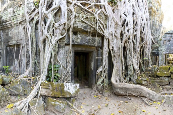 Tetrameles (Tetrameles nudiflora), tree conquers with its roots the ruins of the temple complex of Ta Prohm, Angkor Thom, UNESCO World Heritage Site, Siem Reap, Cambodia