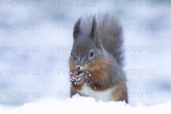 Red squirrel (Sciurus vulgaris) adult animal feeding on a nut in snow in winter, England, United Kingdom