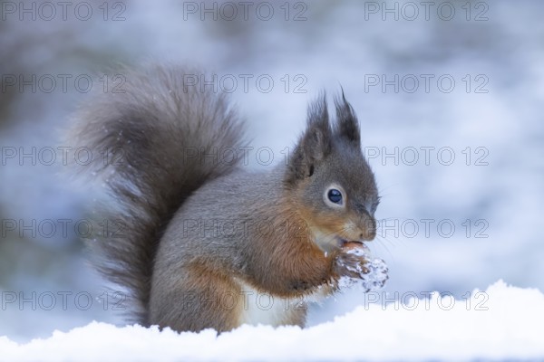 Red squirrel (Sciurus vulgaris) adult animal feeding on a hazel nut in snow in winter, England, United Kingdom