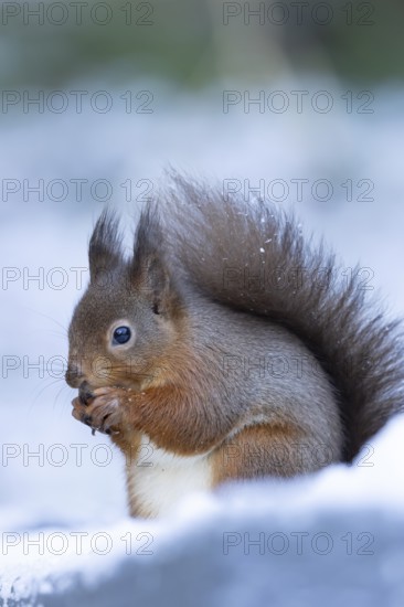 Red squirrel (Sciurus vulgaris) adult animal eating a nut in snow in winter, England, United Kingdom