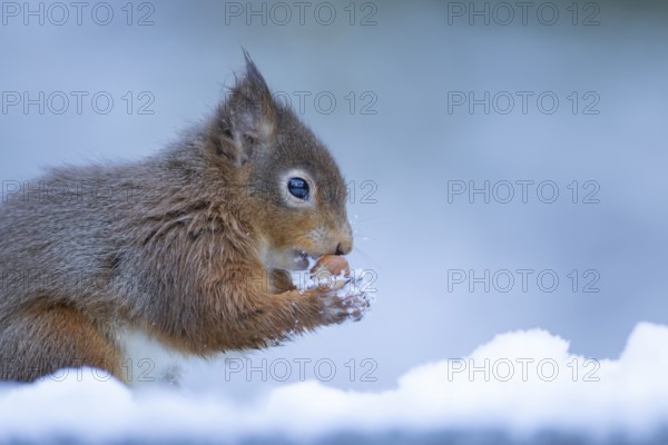 Red squirrel (Sciurus vulgaris) adult animal eating a hazel nut in snow in winter, England, United Kingdom