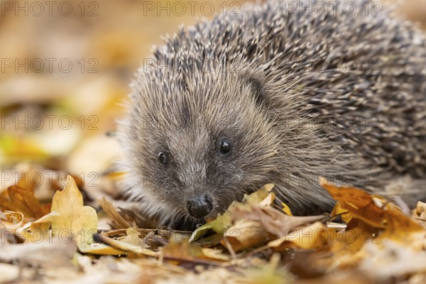 European hedgehog (Erinaceus europaeus) adult animal on fallen autumn leaves, England, United Kingdom