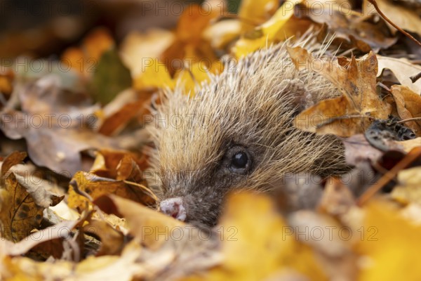 European hedgehog (Erinaceus europaeus) adult animal emerging from fallen autumn leaves, England, United Kingdom