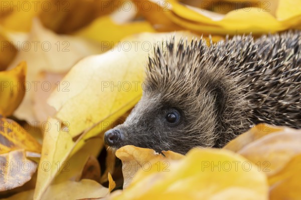 European hedgehog (Erinaceus europaeus) adult animal amongst fallen autumn leaves, England, United Kingdom