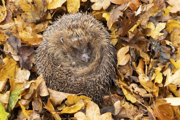 European hedgehog (Erinaceus europaeus) adult animal sleeping on fallen autumn leaves, England, United Kingdom