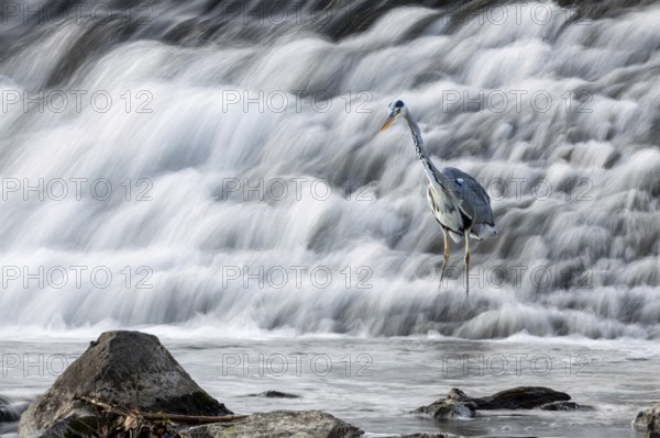 A grey heron (Ardea cinerea) stands next to rocks at the waterfall, surrounded by flowing water, in the weir of Marburg an der Lahn in Hesse