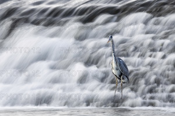 A heron stands at the foot of a rushing waterfall, A grey heron (Ardea cinerea) stands in the weir of Marburg an der Lahn in Hesse
