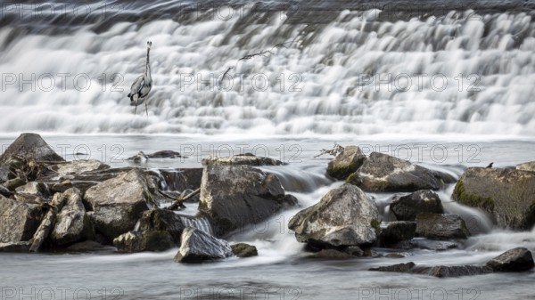A grey heron (Ardea cinerea) stands at the waterfall in a rocky environment in the weir of Marburg an der Lahn in Hesse