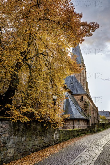 Towering church next to a tree with yellow autumn leaves on a cobblestone street, The Lutheran Church of Marburg in autumn