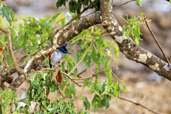 Exotic bird on a tree branch with green leaves against a soft background, Indian paradise flycatcher (Terpsiphone paradisi) in Yala National Park Sri Lanka