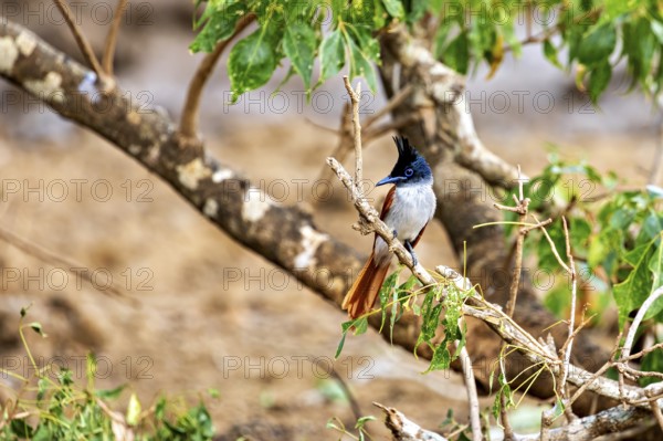 Exotic bird sitting on a branch surrounded by green leaves and a blurred background, Indian paradise flycatcher (Terpsiphone paradisi) in Yala National Park Sri Lanka