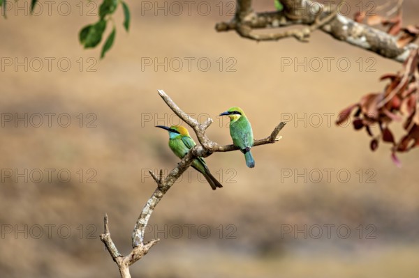 Two green birds sitting next to each other on a branch in a natural environment, Asian green bee-eater (Merops orientalis) in Yala National Park Sri Lanka