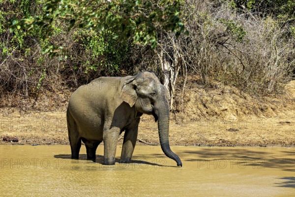 An elephant bathes in a muddy waterhole, surrounded by vegetation, the sun shines through, Sri Lanka elephants (Elephas maximus maximus) in Yala National Park Sri Lanka