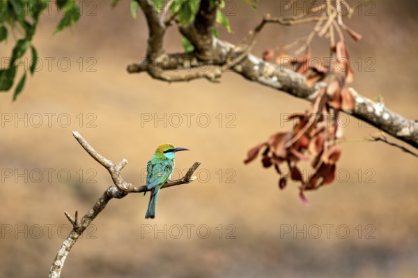 Green bird on a branch next to dry leaves with natural background, Asian Green Bee-eater (Merops orientalis) in Yala National Park Sri Lanka