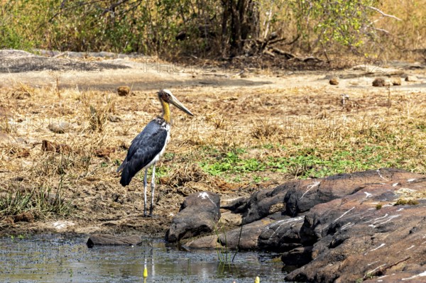 A stork stands at the edge of a small body of water surrounded by dry grasses and rocks, Lesser Adjutant, Leptoptilos javanicus in Yala National Park Sri Lanka