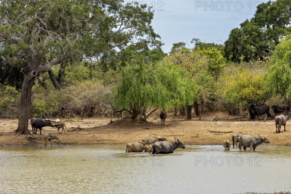 Buffalo herd at the water surrounded by trees, a living natural environment, water buffalo (Bubalus bubalis) at a waterhole in Yala National Park Sri Lanka