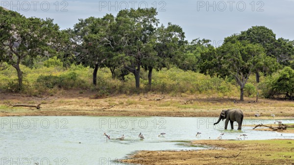 An elephant stands on the shore of a lake, surrounded by birds and trees, the morning landscape is peaceful, Sri Lankan elephants (Elephas maximus maximus) in Yala National Park Sri Lanka