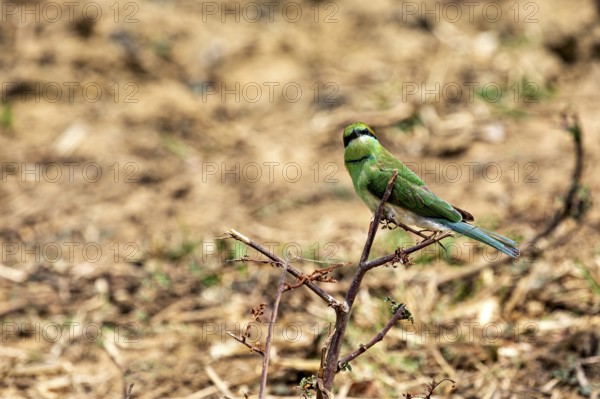 Green bird sitting on a small branch in front of a brown, blurred background, Asian Green Bee-eater (Merops orientalis) in Yala National Park Sri Lanka