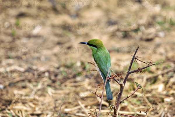 Green bird on a branch in natural environment with blurred background, Asian Green Bee-eater (Merops orientalis) in Yala National Park Sri Lanka