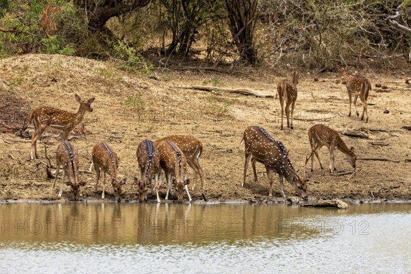 Herd of deer drinking on a barren sandy bank near bushes, Axis deer (Chital) at a waterhole in Yala National Park Sri Lanka