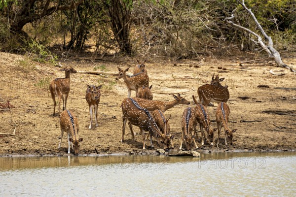 Several deer gather to drink on a bank in a wooded area, Axis deer (Chital) at a waterhole in Yala National Park Sri Lanka