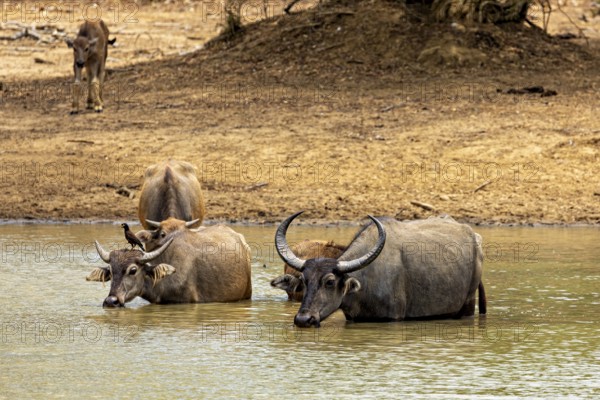 Two buffaloes in shallow water in a dry landscape, natural background, water buffalo (Bubalus bubalis) at a waterhole in Yala National Park Sri Lanka