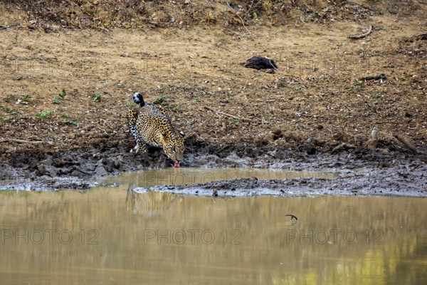 A leopard drinks at a waterhole and is reflected in the water, Sri Lanka leopards (Panthera pardus kotiya) at a waterhole in Yala National Park Sri Lanka
