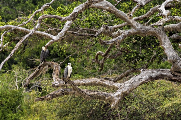 Two eagles perched on wide branches of a branchy tree in the green forest, White-bellied Sea Eagle (Haliaeetus leucogaster) in Yala National Park Sri Lanka