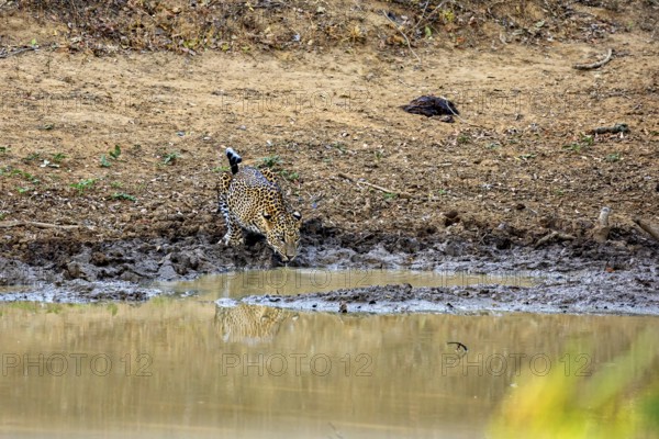 A leopard drinking at a waterhole in a natural environment, Sri Lanka leopards (Panthera pardus kotiya) at a waterhole in Yala National Park Sri Lanka