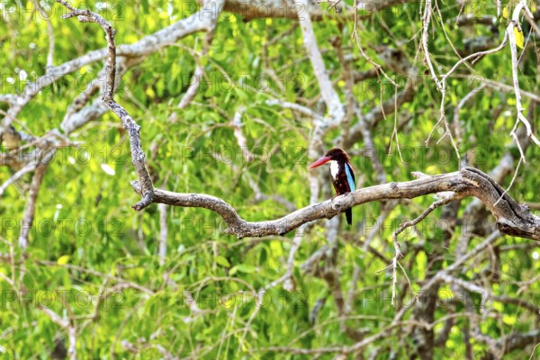 A bird sits on a branch in a lush green forest, White-throated Kingfisher (Halcyon smyrnensis) in Yala National Park Sri Lanka