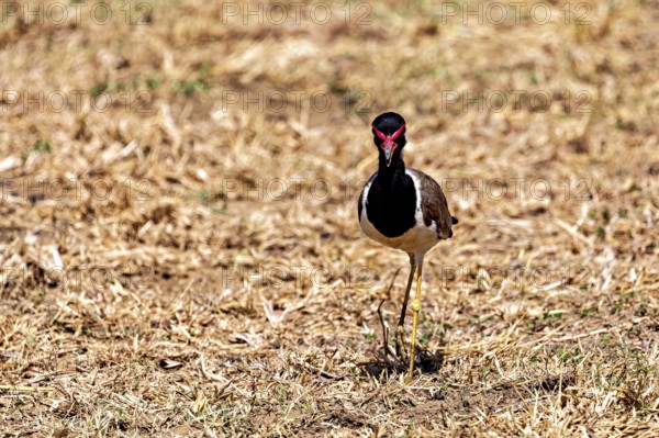A bird stands on dry grass in a natural environment, red lapwing (Vanellus indicus) in Yala National Park Sri Lanka