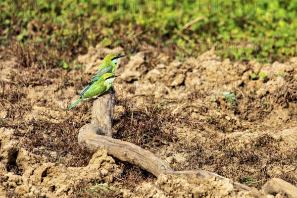 Two birds with green and yellow plumage sitting on a branch in an earthy landscape, Asian green bee-eater (Merops orientalis) in Yala National Park in Sri Lanka